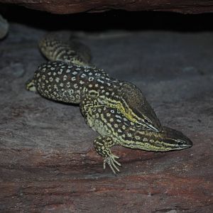 Ackies Dwarf Monitors