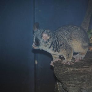 Mohol Bushbaby