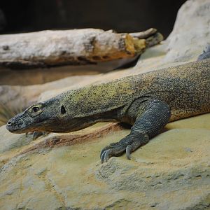 Komodo Dragon