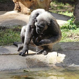 Chimpanzee?s drinking water