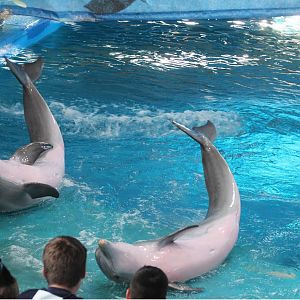 Common Bottlenose dolphins