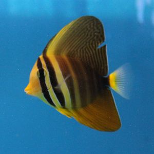 Sailfin tang