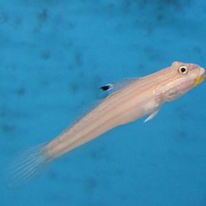 Mural goby (Valenciennea muralis)