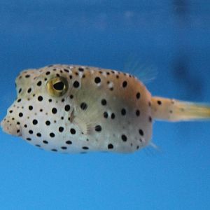 Yellow boxfish