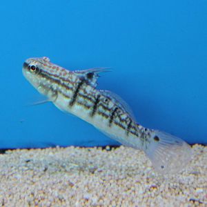Sleeper banded goby