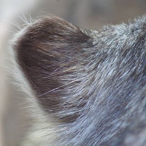 Common wombat ear