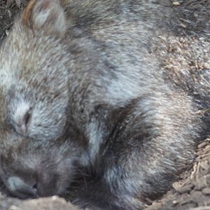 Common wombat