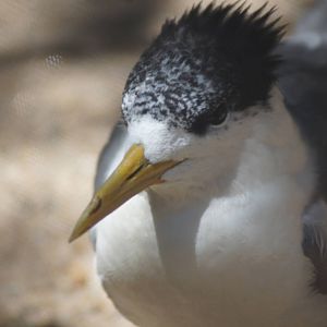 Crested tern