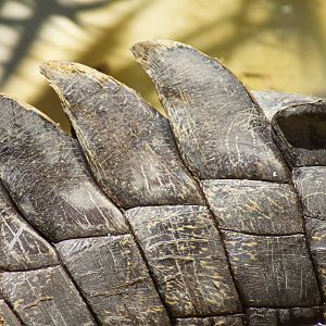 Saltwater crocodile (tail)