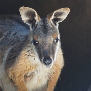 Yellow footed rock wallaby