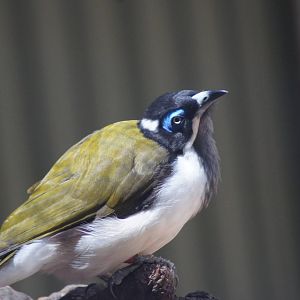 Blue faced honeyeater