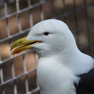 Kelp gull (adult)