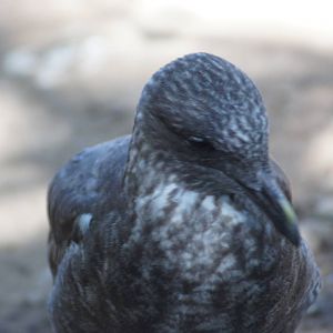 Kelp gull (juvenile)