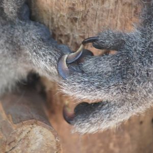 Koala feet