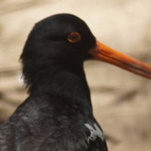 Pied oystercatcher