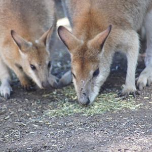 Agile wallabies