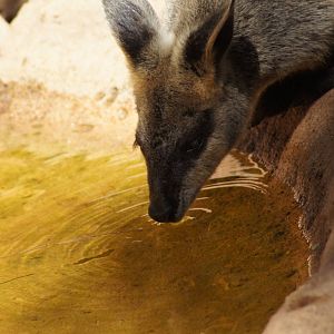 Swamp wallaby