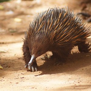 Short beaked echidna