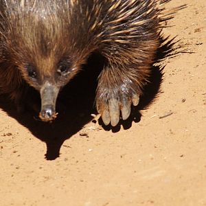 Short beaked echidna