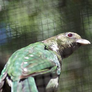 Green catbird