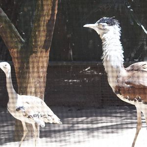 Australian bustard female (left) and male (right)