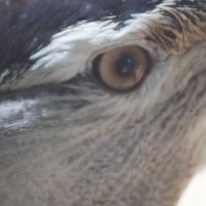 Australian bustard (male) eye