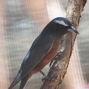 White browed woodswallow