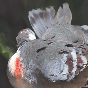 Luzon bleeding heart pigeon