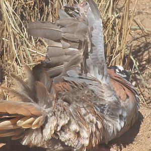 Flock bronzewing