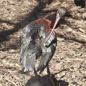 Glossy ibis