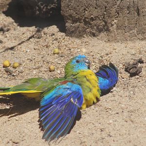 Turquoise parrot