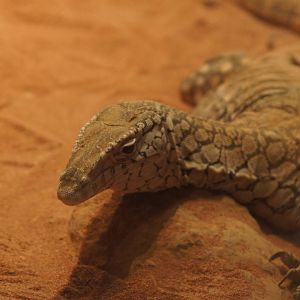 Sand goanna