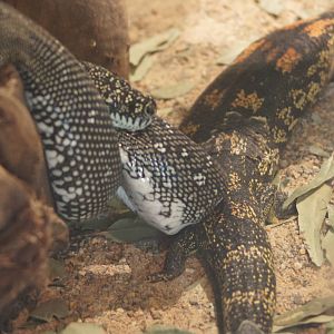 Carpet python and blotched bluetongue lizard