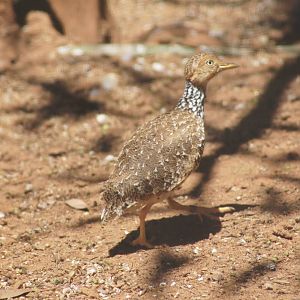 Plains wanderer