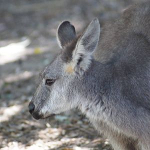 Eastern wallaroo