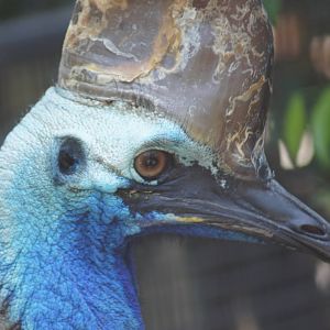 Southern cassowary