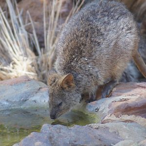 Quokka
