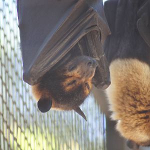 Spectacled flying fox