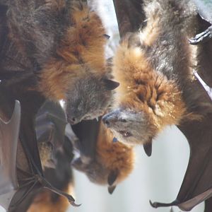 Grey headed flying fox