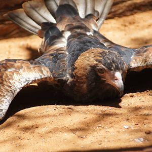 Black breasted buzzard