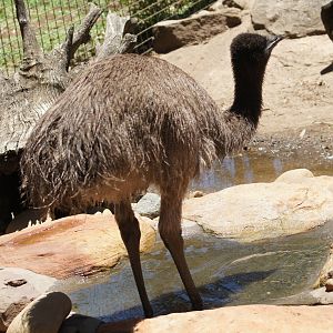 Emu chick