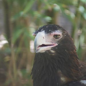 Wedge-tailed eagle