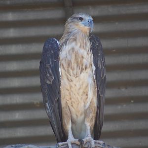 White bellied sea eagle juvenile