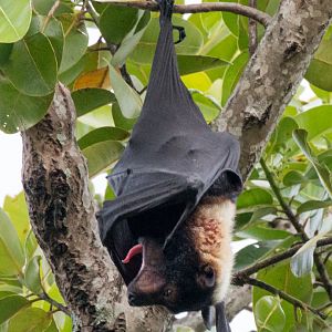 Spectacled Fruit Bat