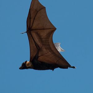 Spectacled Fruit Bat - bones and veins