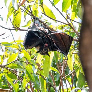 Spectacled Fruit Bat - female with juvenile