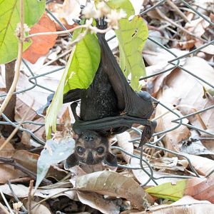 Spectacled Fruit Bat youngster