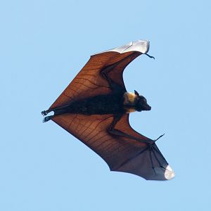 Spectacled Fruit Bat - bones and veins