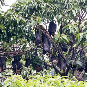 Spectacled Fruit Bat