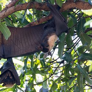 Spectacled Fruit Bat